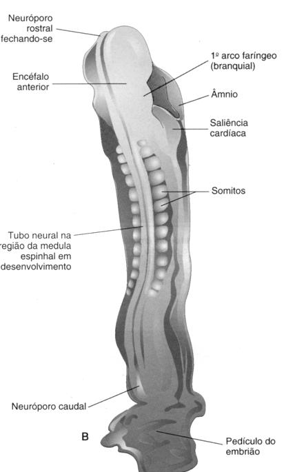 formação da maxila (maxilar superior) 2º ou