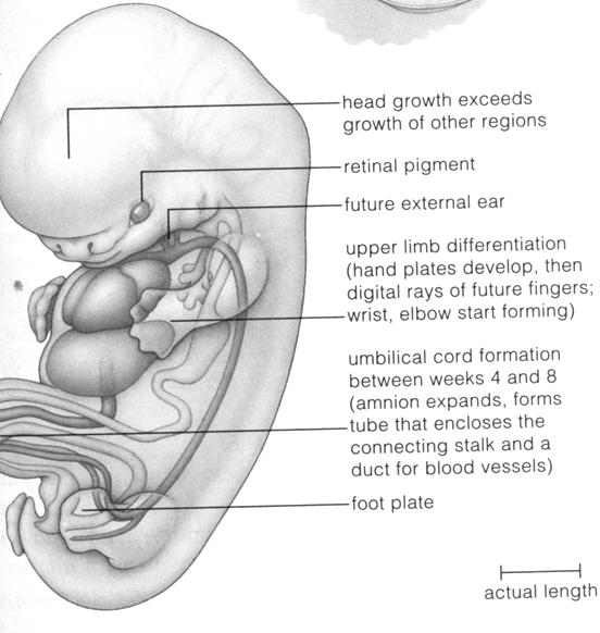 5ª SEMANA (29-32 dias) 5ª SEMANA (29-32 dias) cabeça desproporcionalmente grande (quase metade do embrião) 6ª SEMANA (36-42 dias) 6ª SEMANA (36-42 dias) RÁPIDA DIFERENCIAÇÃO DOS MEMBROS SUPERIORES