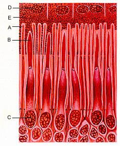 Retina possui fotoreceptores (cones e