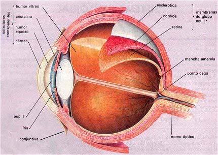 bastonetes - visão noturna (escotópica)