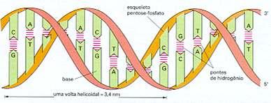 DNA - Dupla hélice TIMINA ADENINA