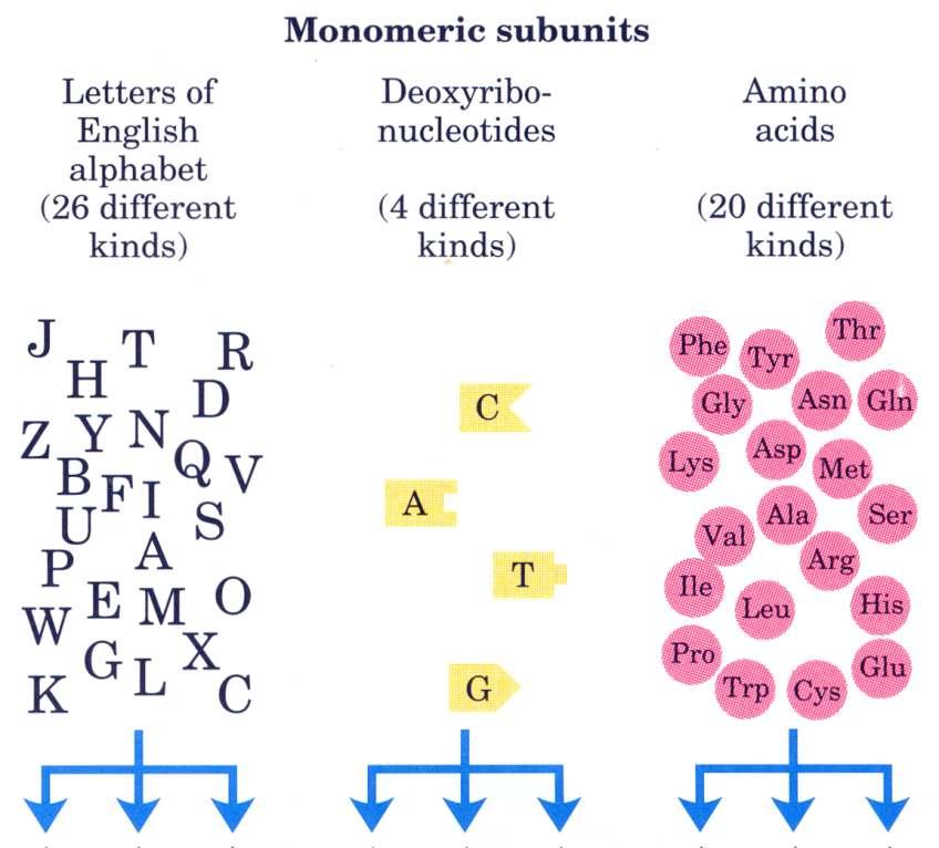 Em todos os seres, as macromoléculas são construídas a partir dos mesmos tipos de unidades monoméricas: Subunidades