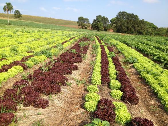 Resfriamento ( ꜜT o C) O resfriamento objetiva a retirada do calor do produto após a colheita e operações de beneficiamento, antes que