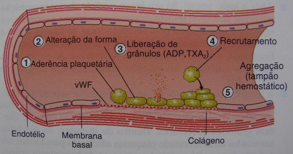 Agregação plaquetária recrutamento plaquetário mediado pelo ADP aumento no número de plaquetas no