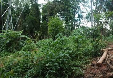 Intervenção realizada Impacto identificado Medidas mitigadoras adotadas Quedas de árvores para fora da clareira causando a morte de outras árvores Direcionamento da queda de árvores Corte da