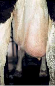 BOAS PRÁTICAS DA PRODUÇÃO DE LEITE INTRODUÇÃO A doença de maior relevância para o criador de bovino leiteiro é a mastite (figura 1), hoje considerada a doença de maior importância em todo o mundo