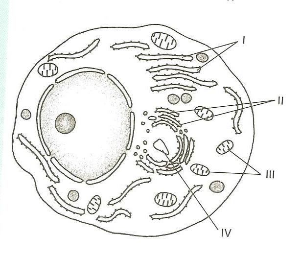 4) O esquema representado pela figura é o de um mieloblasto (glóbulo branco jovem), encontrado na medula vermelha dos ossos de um mamífero. a.