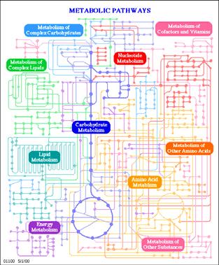 organismos para a manutenção da vida (metabolismo).