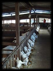 Cobertura ao parto: Cabras em lactação: 2/3 iniciais de gestação