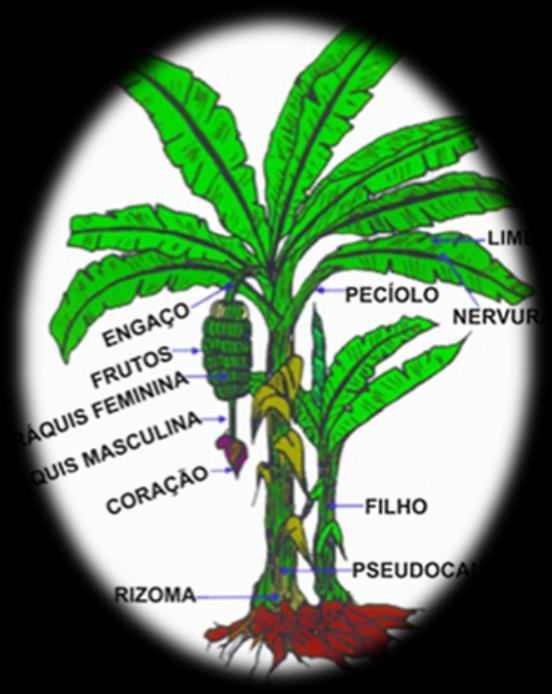 Seca Frio Salinidade Áreas marginais... Fusarium Sigatokas Nematoides Broca do rizoma.