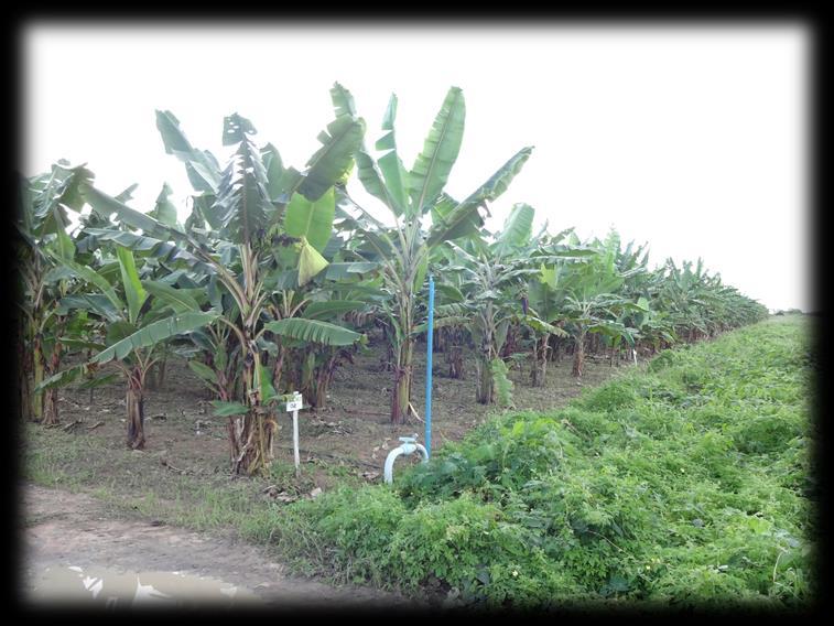 Seleção Agronômicos Sigatoka-amarela Bahia Fusarium