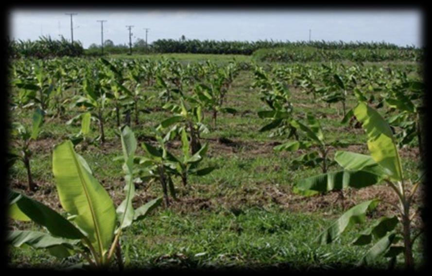 Avaliação para Fusarium: