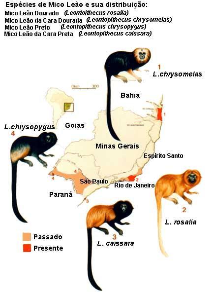 Relações com Leontopithecus (micos-leões) Competição