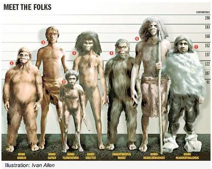 1. Homo habilis; 2. Homo sapiens; 3. Homo floresiensis; 4.