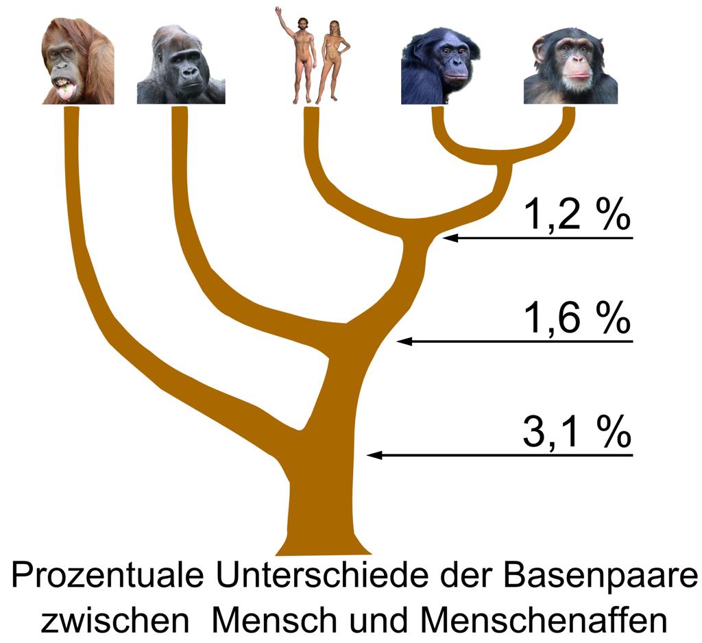 While the genetic difference between individual humans today is minuscule about 0.1%, on average study of the same aspects of the chimpanzee genome indicates a difference of about 1.2%.