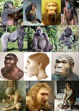 The DNA difference with gorillas, another of the African apes, is about 1.6%. Most importantly, chimpanzees, bonobos, and humans all show this same amount of difference from gorillas.
