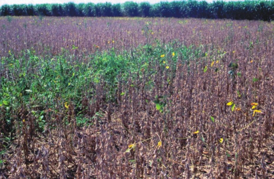41 Figura 10. A resistência geralmente se manifesta em reboleiras. herbicidas podem aumentar os riscos de ocorrência de resistência nas plantas daninhas.