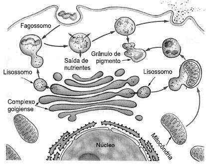b) Ocorre unicamente no Reino Protista, sendo um dos principais mecanismos de nutrição. c) Consiste no englobamento de macromoléculas em solução, por invaginação da membrana celular.