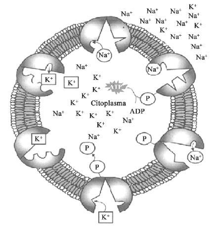 d) e) 12 - (UFSC) Abaixo está representada uma célula eucariótica com destaques para os mecanismos de transporte através da membrana plasmática. 04.
