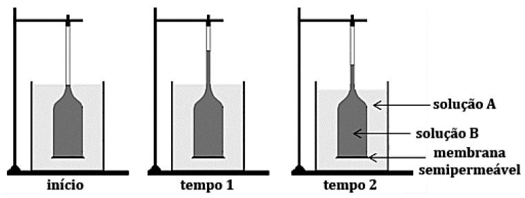 c) Mecanismo denominado difusão simples, pelo qual a proteína transportadora de íons está a favor do gradiente de concentração.