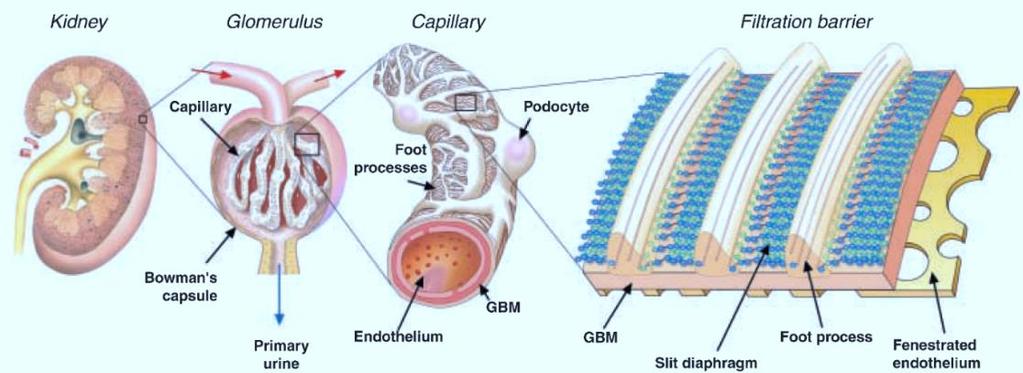 Fisiopatologia Barreira de filtração