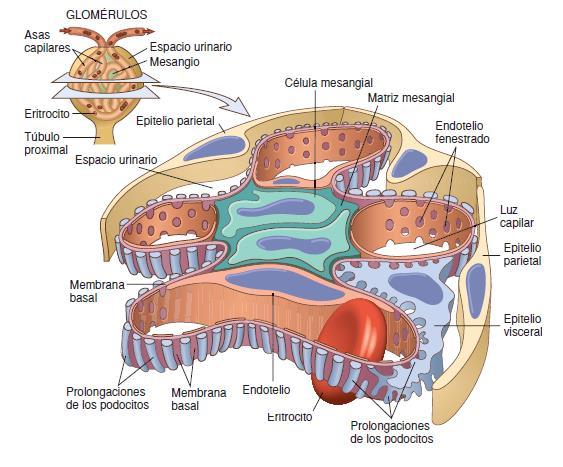 Membrana basal glomerular (MBG) 3.