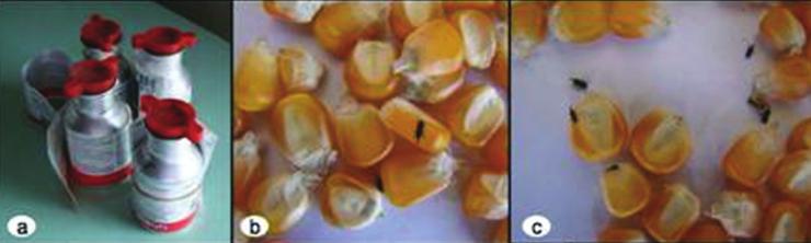 Fonte: Vanessa Maria Pereira e Silva Figura 4.5: (a) Embalagens contendo pastilhas de fosfato de alumínio (fosfina) utilizadas no expurgo; (b) e (c) gorgulho ou caruncho do milho.