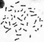 sapiens 2n=46 Myrmecia