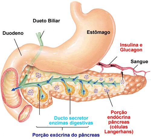 3.4. GLÂNDULAS SUPRA-RENAIS OU ADRENAIS Duas supra-renais estão situadas sobre os rins Cada glândula possui duas regiões que produzem hormonas diferentes, o córtex e a medular da supra-renal. 3.4.1.