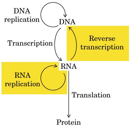 Novas evidências experimentais modificaram o Dogma Central da Biologia Molecular A proposta original foi ampliada nos últimos anos com a descoberta da enzima transcriptase reversa.