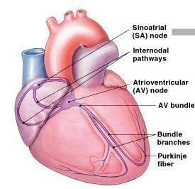 Bloqueio auriculo-ventricular de alto grau -BAV 2º grau tipo II - 3 P