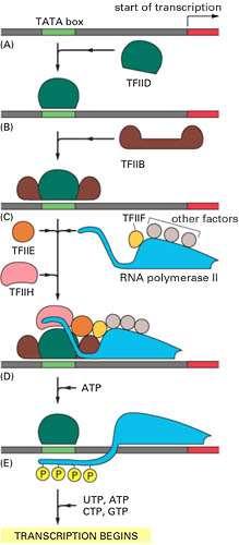 Início da transcrição de um gene eucariótico pela RNA polimerase II RNA pol não consegue iniciar cadeia auxiliada por