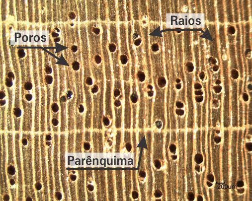 ) Características anatômicas Apresenta poros (vasos) visíveis a olho nu (Figura 8), difusos; muito poucos, médios (108-260 µm), solitários, múltiplos de 2-3, com predominância dos múltiplos de 2