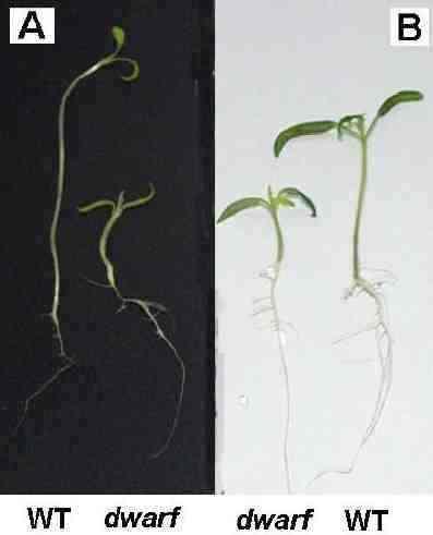 Crescimento vertical da planta quando colocada no escuro; O crescimento é rápido e acentuado, deixando a planta com aspecto longo e delgado; Esse tipo de