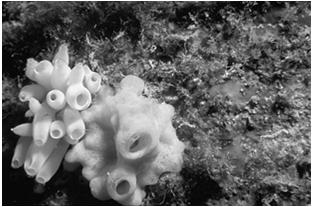 Filogenia - Metazoa Inferiores Porifera Metazoa Parazoa Eumetazoa (desnecessários.