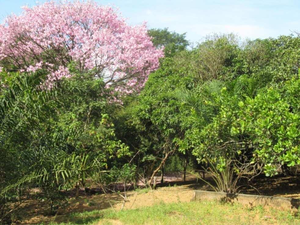 vegetais, incluindo árvores de grande porte, como o Azanado popularmente conhecida como Paineira (Chorisia speciosa), elemento da paisagens que qualifica este Ilê,
