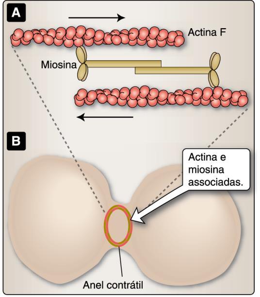 Tipos de movimentos Movimentos celulares - modificam a forma celular actina + miosina 2 actina + miosina 1 musculares contração não musculares citocinese https://www.