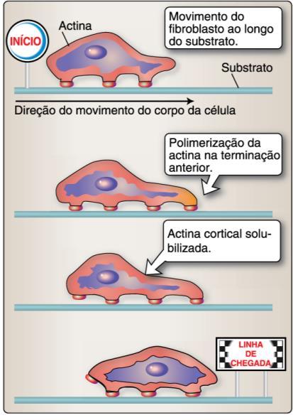 miosina 1 - cílios e flagelos contração de células musculares -