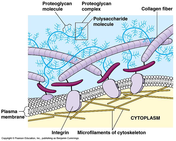 colágeno elastina não formam glicoproteínas adesivas»