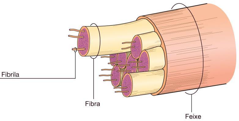 ! II fibrila III fibras reticulares I fibras espessas e feixes de fibras IV extremidades