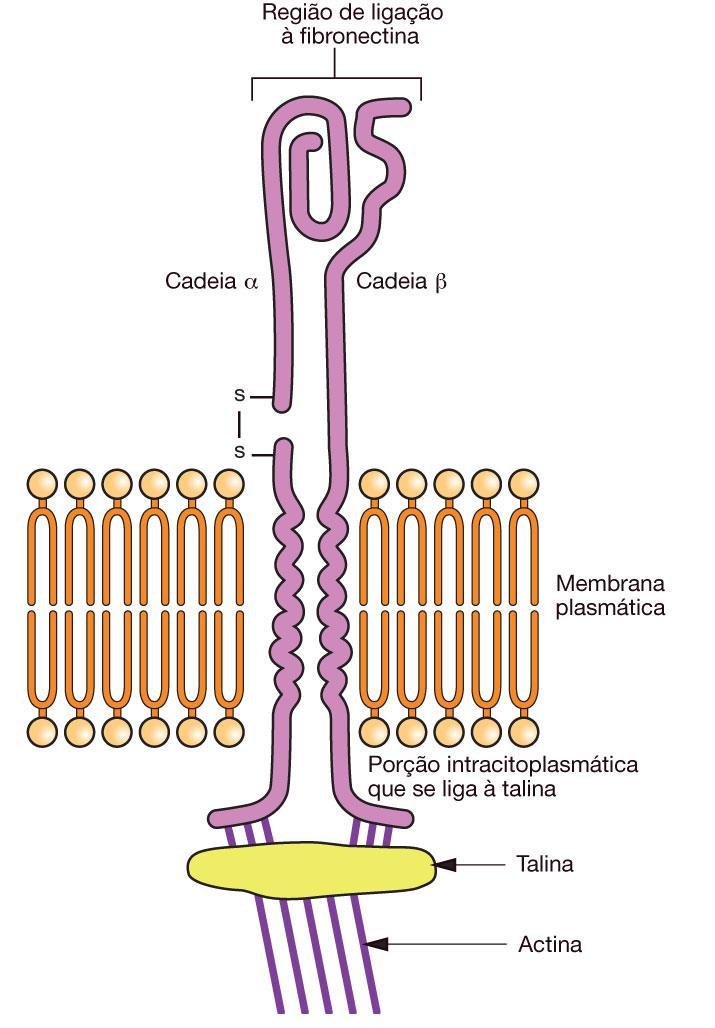 Proteína de membrana