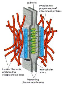 desmosmossomos / hemidesmossomos fibroblastos;