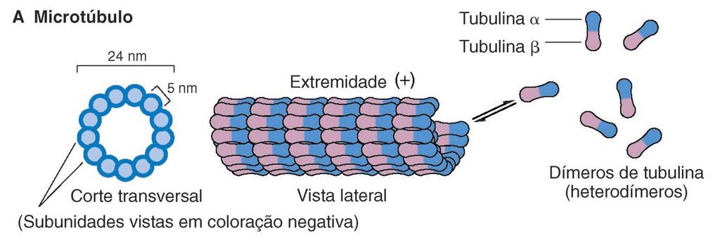 Microtúbulos Características os mais espessos tubos ocos citoplasma estabilidade variável citoplasma - dinâmicos fuso