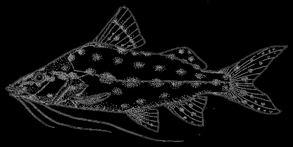 Ordem SILURIFORMES Uma das grandes ordens de peixes da região neotropical, possui vários representantes na bacia do rio Iguaçu.