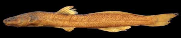 Peixes do baixo rio Iguaçu Família Heptapteridae A família Heptapteridae, proposta na década de 90 e amplamente aceita, ainda apresenta problemas de ordem taxonômica (BOCKMANN; GUAZZELLI, 2003),