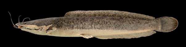 Peixes do baixo rio Iguaçu Família Clariidae Originalmente da África, Síria, sul e sudeste da Ásia e das Filipinas, as espécies da família Clariidae foram introduzidas em diversos países (BURGESS,