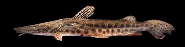 Peixes do baixo rio Iguaçu Chave para espécies de Pseudoplatystoma 1. Corpo com várias manchas pretas arredondadas no flanco... P. corruscans 1.