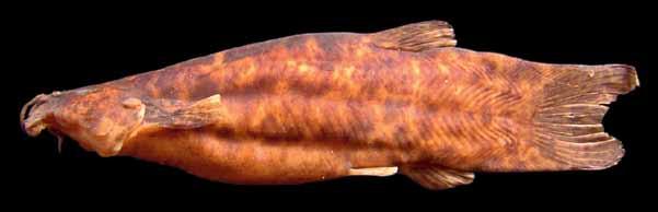 Peixes do baixo rio Iguaçu Trichomycterus castroi de Pinna, 1992 Candiru Comprimento padrão 102,8 mm Corpo amarelado, mais claro na região ventral, manchas castanhas ou cinza-escuras irregulares