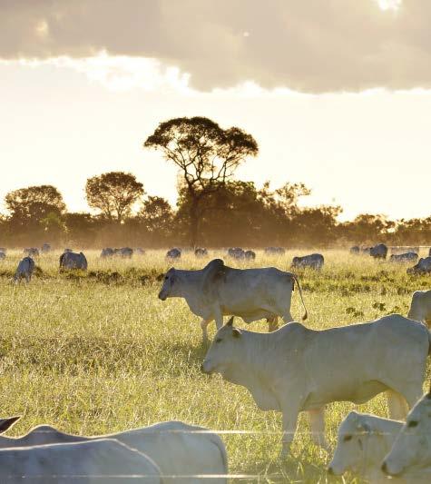 Setor Privado e Práticas Sustentáveis Co-lideramos a Colaboração para Florestas e Agricultura (CFA), uma inciativa global para construção de cadeias de suprimento de soja e carne livres de