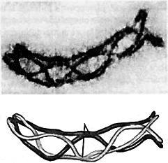 (A) os gametas gerados sejam diploides. (B) as cromátides irmãs sejam separadas ao final desse evento. (C) o número de cromossomos encontrados no gameta seja 23.